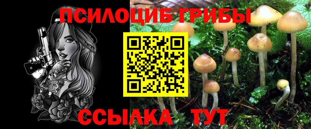 Дмитров  Псилоцибиновые грибы Psilocybe  Вход с VPN 